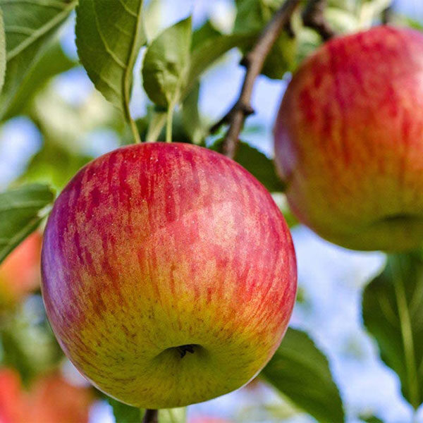 Apple trees