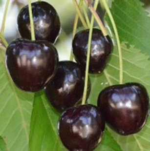 Trešnė "VYTĖNŲ JUODOJI"