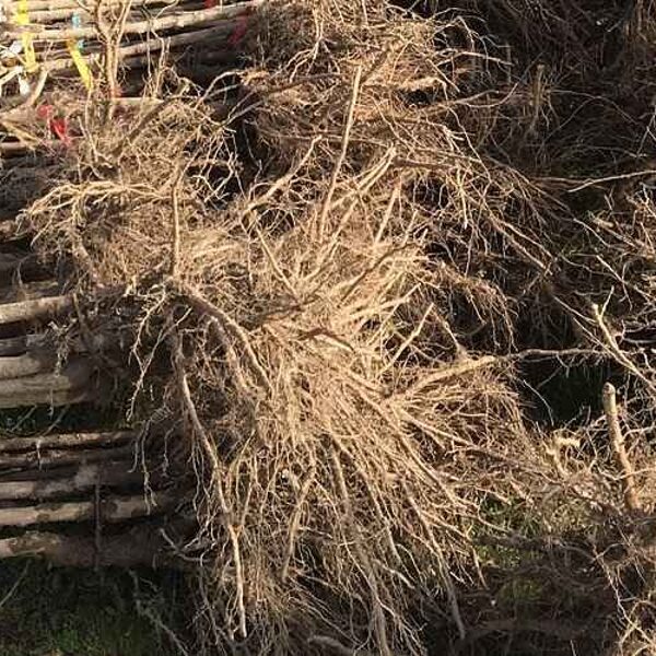 Sodinukų šaknys smulkios, lengvam prigijimui