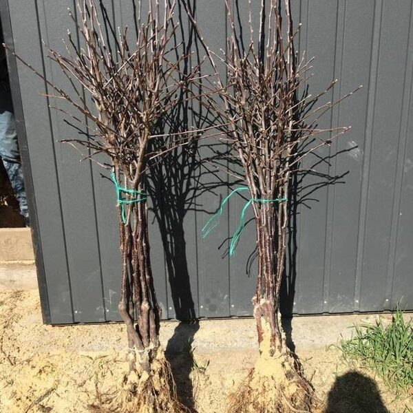 Iš grunto kastos obelys didmena