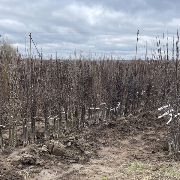 Sodinukai medelyne, dvimečiai