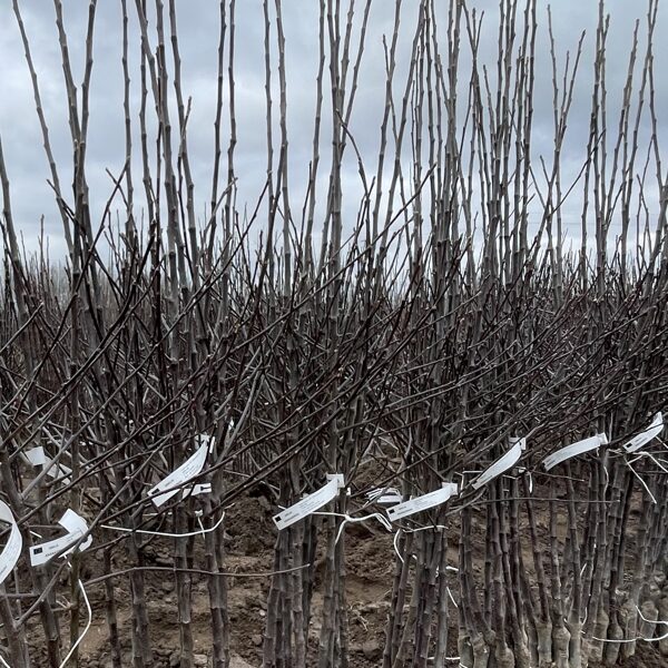 Obelų sodinukai auginti atvirame grunte