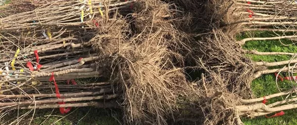 Sodinukų šaknys smulkios, lengvam prigijimui