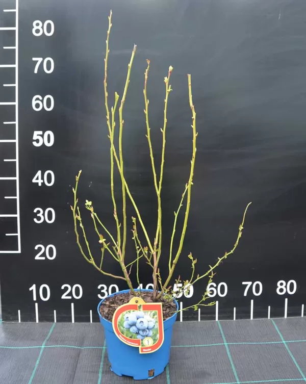 Šilauogės sodiukas C2.5 L vazone 